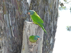 Thectocercus acuticaudatus