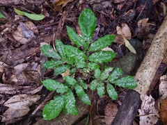 Davidsonia johnsonii