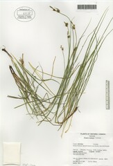 Carex torreyi