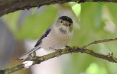 Aegithalos glaucogularis