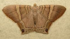 Phrygionis sumptuosaria