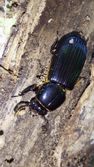 Passalidae