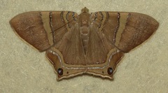 Phrygionis sumptuosaria