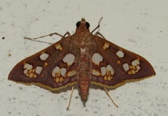 Prenesta ignefactalis