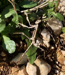 Empusa fasciata