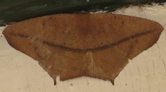 Prochoerodes transtincta