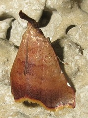 Salobrena recurvata