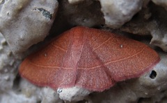 Semaeopus callichroa