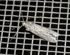 Heteromicta pachytera