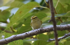 Phylloscopus proregulus