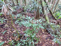 Davidsonia johnsonii