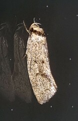 Scoliocheta ergatis