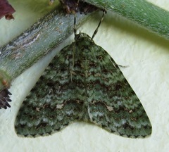Spargania dulciferata