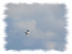 Chroicocephalus ridibundus