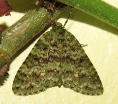 Spargania dulciferata
