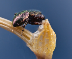 Sassacus cyaneus