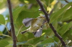 Phylloscopus proregulus