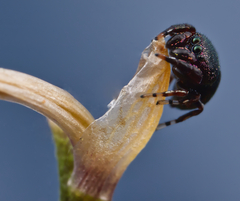 Sassacus cyaneus