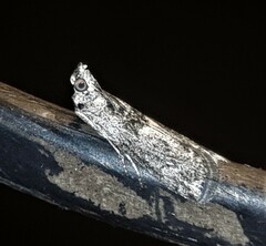 Sciota melanostyla