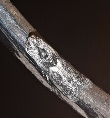 Sciota melanostyla