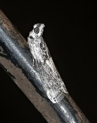 Sciota melanostyla