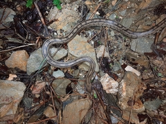 Zamenis scalaris