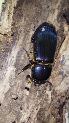 Passalidae
