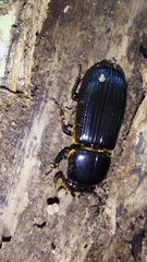 Passalidae