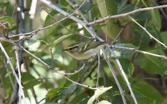 Phylloscopus proregulus