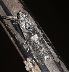 Sciota melanostyla
