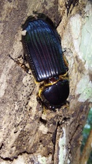 Passalidae
