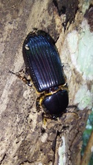 Passalidae