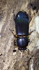 Passalidae