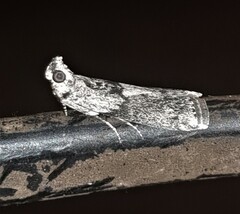 Sciota melanostyla