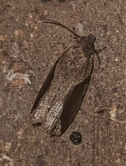 Statherotis pendulata
