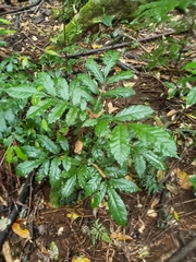 Davidsonia johnsonii