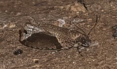 Statherotis pendulata