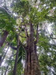 Davidsonia johnsonii