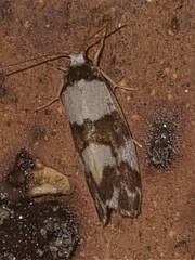 Philenora aspectalella