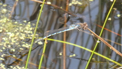 Austrolestes annulosus