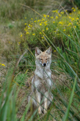 Lycalopex gymnocercus