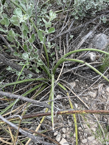 Hesperaloe parviflora