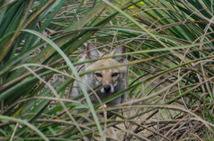 Lycalopex gymnocercus