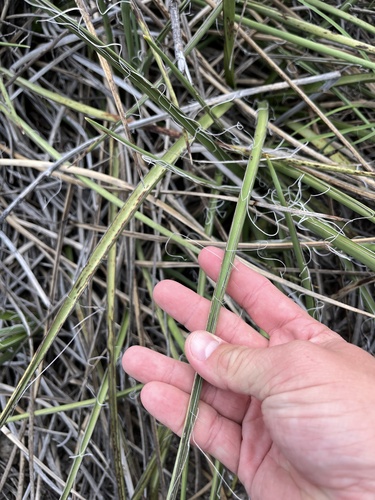 Hesperaloe parviflora
