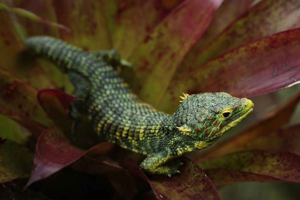 Argueta Arboreal Alligator Lizard