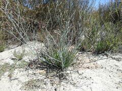 Limonium longifolium
