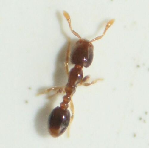 Solenopsis terricola