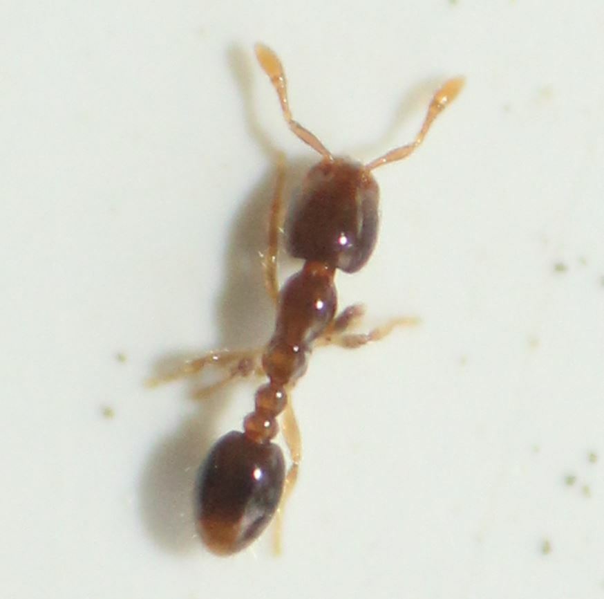 Solenopsis terricola