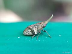 Pseudochoutagus curvativus