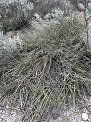 Hesperaloe parviflora